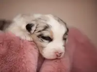 Австралийская овчарка