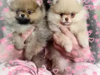 Померанский шпиц, щенки. Мини мишки, фотография 2