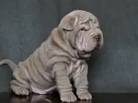 щенки шарпей, фотография 11