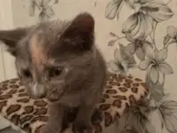Пепельный котенок - любитель поспать на ручках + домик по желанию (45р), фотография 6