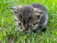 Котята в хорошие руки, фотография 5