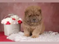 Чау-чау щенок