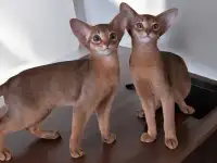 Абиссинские котята