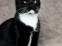 Котик в добрые руки, фотография 5