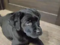 Щенки лабрадора из питомника MercuryPuppy, фотография 3