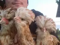 продам цыплят редких пород, фотография 2