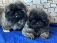 Пекинес