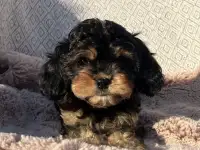 Кавапу девочка мини (Cavapoo)