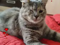 В добрые руки. Возьмите друзей !, фотография 6