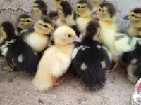 Домашняя птица, фотография 2