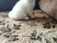 Шотландцы, фотография 3