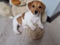 Щенки джек рассел терьера.