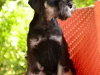 Щенки цвергшнауцера