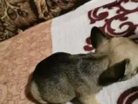 Фпанцуженки, фотография 2