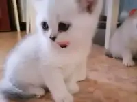 Британские серебристые короткошерстные котята, фотография 3