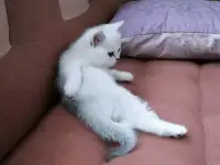 Британские котята, фотография 3