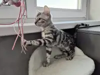 Бенгальские котята, фотография 3