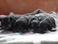 Щенки цвергшнауцера