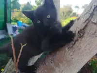 Милые котята ищут дом, фотография 6
