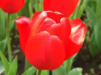 Луковицы тюльпанов, фотография 2