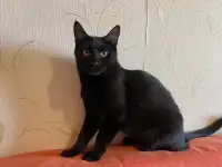 Черная кошка Ириска в поисках семьи!, фотография 5