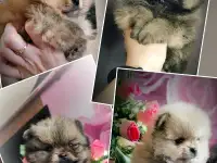 Померанский шпиц, щенки. Мини мишки