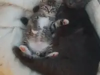 котята даром, фотография 2