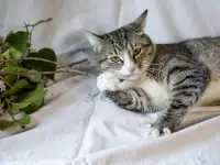Чудесная кошечка Голди в дар, фотография 4