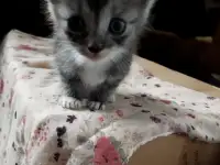 Котята даром