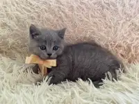 Британские котята, фотография 11