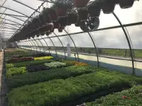 Теплица мод.ORIENTE TS (Lucchini, Италия) Б/у, фотография 7