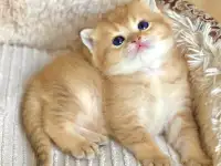 ЗОЛОТАЯ ШИНШИЛЛА шотландские котята, фотография 2