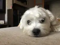 Вязка животных