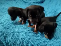Продаются щенки русского той терьера