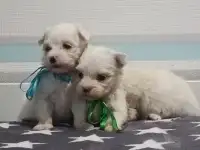 Мальтийской болонки щенки, фотография 3