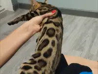 Бенгальский котенок девочка, фотография 7