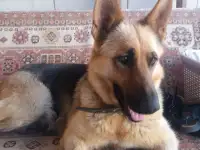 Щенки немецкой овчарки, фотография 2