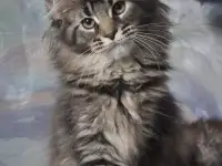 Котята Мейн-кун, фотография 4