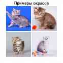 БРОНЬ котята британская короткошерстная, фотография 6