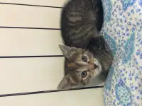 Котенок девочка бесплатно