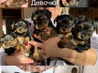 Йоркширский терьер, фотография 2