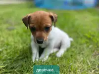 Щенки, фотография 3
