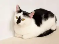 Чудесные кошечки-сестрички Малышка и Мура в дар, фотография 5