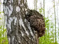 БЕРЕЗОВАЯ ЧАГА ГРИБ(лечебный чай) почтой в Могилев и рн., фотография 3