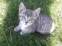 СРОЧНО! КРАСИВЫЕ КОТЯТА В ДАР!, фотография 6