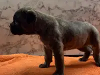Щенки кане корсо, фотография 4