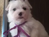 Мальтийской болонки щенки