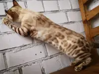 Бенгальские котята разного возраста и окраса, фотография 6