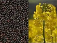 Рапс