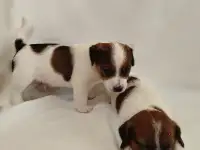 Щенки